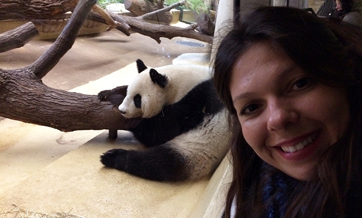 Visitando os ursos pandas no zoológico de Viena