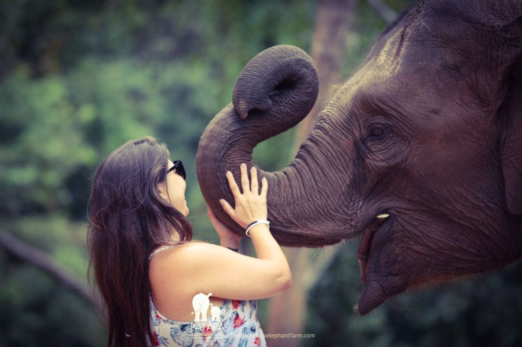 Passeio para interagir com elefantes em Chiang Mai